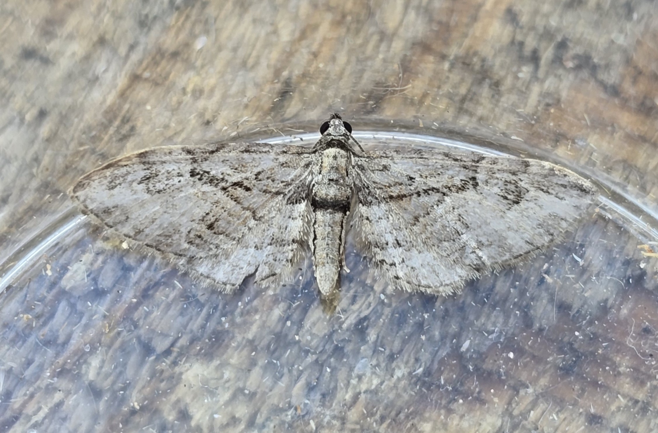 Photo of Cypress Pug (Eupithecia phoeniceata)